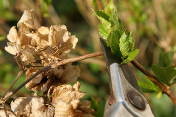 Hortensia