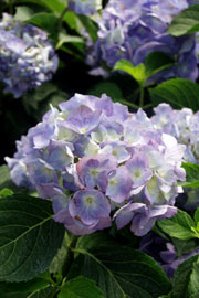 almindelig hortensia