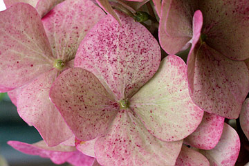 Hortensia