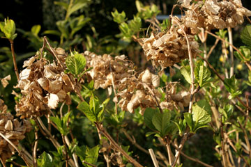 Hortensia