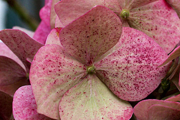 Hortensia