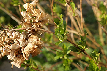 Hortensia