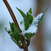 Sne på hortensiablade