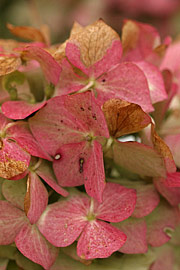 hortensia visne blomster