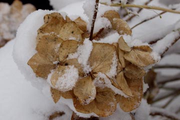 Hortensiablomst med sne