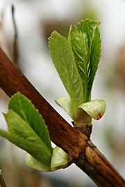 Hvis hortensiaens blade har foldet sig ud, er der stor risiko for frostskader på bladene.