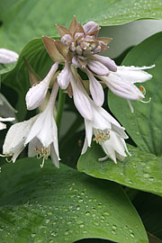 Hosta