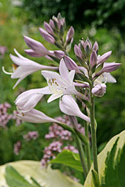 Hosta