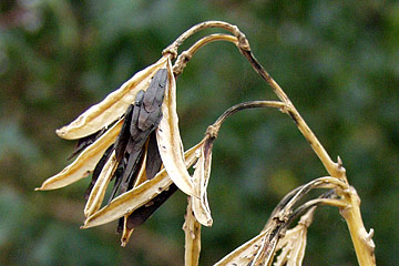 hosta