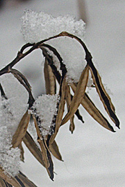 Frøstande af hosta er smukke med sne.