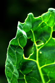 Hullet blad