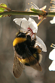 Humlebi i mirabelleblomst