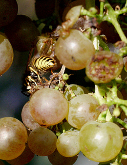 Hveps i druer