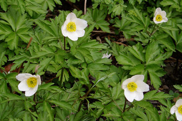 Hvid anemone, Anemone nemorosa