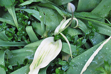 hvidbladet tulipan