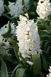 Hvide hyacinter