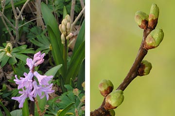 Hyacint og kirsebærknopper