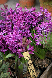 Hyacinth