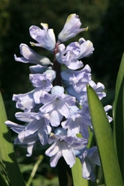 Hyacinterne står i fuld flor.