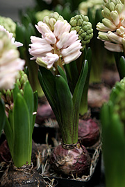 hyacinther