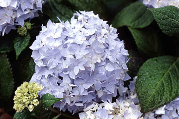 Hortensia