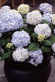 Hortensia