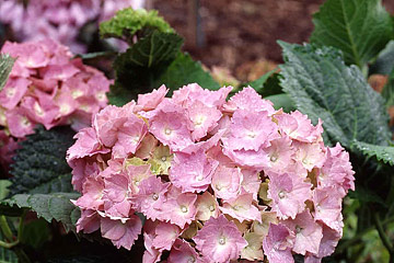 Hortensia