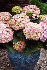Hortensia
