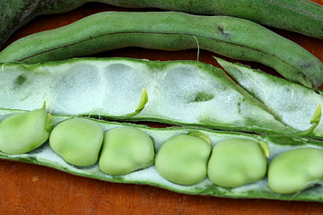 ‘Imperial Green Longpod’ har meget lange bælge