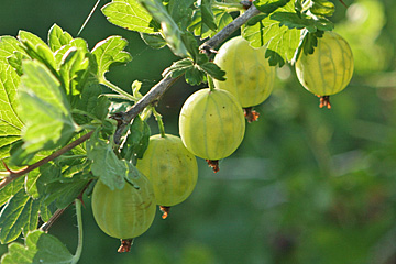Stikkelsbærsorten Invicta er meget sund