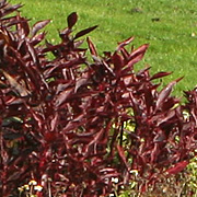 Iresine lindenii