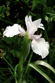 Iris