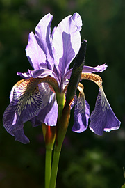 Iris