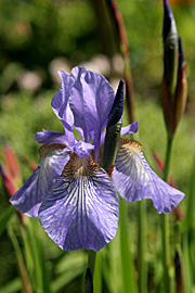 Blå iris har smukke blomster