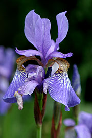 iris