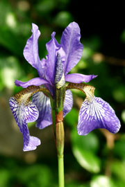 Sibirisk iris