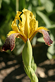 Iris variegata.