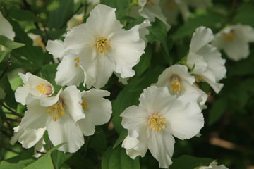 - jasmin har cremegule blomster?