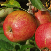 Jonagold-æbler