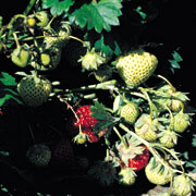 Jordbærsorten Polka