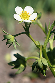 Jordbærene blomstrer stadig