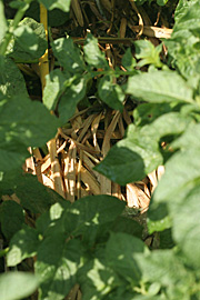 Vissen top af forårets løgblomster er fint jorddække mellem kartoffelrækker.
