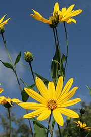 Blomstrende jordskokker