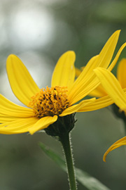 Nogle sorter af jordskokker blomstrer i august-september med smukke gule blomster.