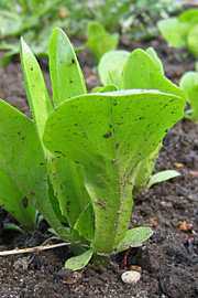 De små salatplanter strutter af frodighed