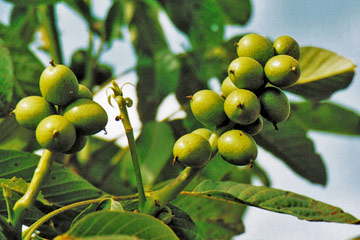 Juglans regia Multiflora