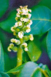 Juglans regia Multiflora 1