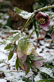 Juleroserne hænger med blomsterne, så snart det er frostvejr, men rejser sig lynhurtigt igen, når de