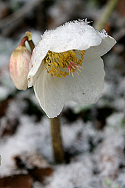 Den hvide julerose i frost og sne.