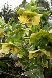 Helleborus orientalis findes også i gul